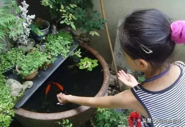 古法养鱼，简约而不简单