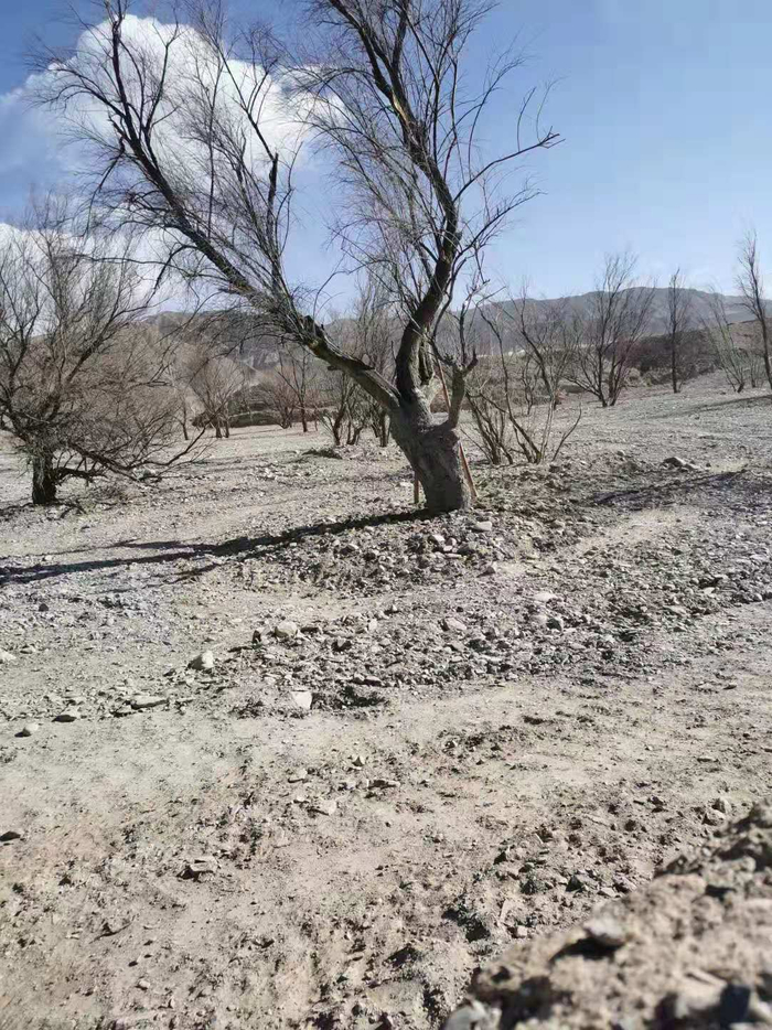 12月16日，一株被移植到柽柳林附近“干沙滩”上的柽柳。受访者供图