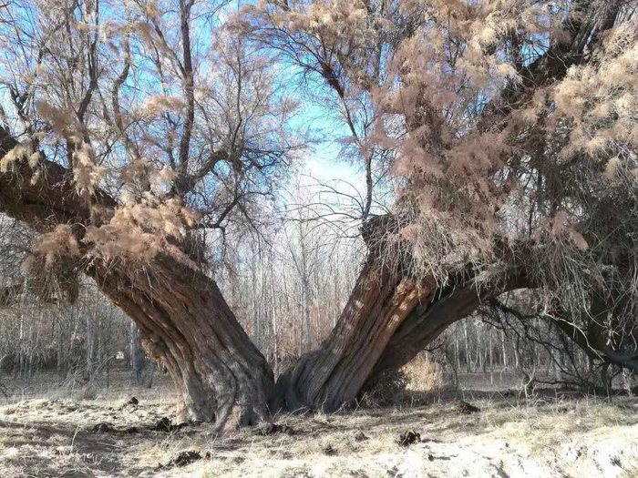 2018年8月，然果村柽柳林中的一棵柽柳树。受访者供图