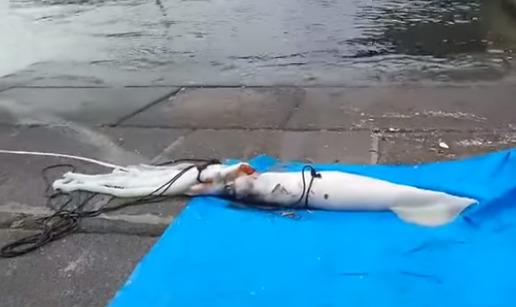 在日本福井县被打捞起来的“大王乌贼”。图片来源：福井新闻视频截图。