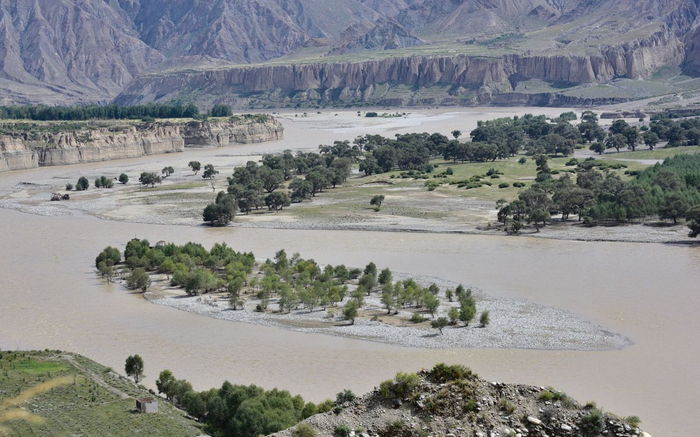 2018年8月，位于黄河岸边河滩潮湿沙地上的柽柳林。受访者供图