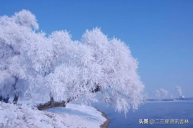观赏雾凇分为三个阶段:夜看雾、晨看挂、待到近午赏落花|红石砬|松花湖滑雪场_新浪新闻