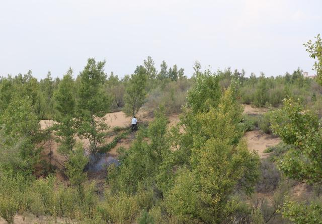 当地村民在伊当湾村周边种植了十多万亩林草，昔日的“荒沙梁”已变成绿洲。伊当湾村村民供图