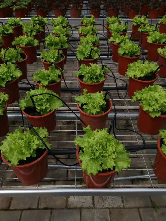  蚯蚓粪做基质的盆栽蔬菜。受访者供图