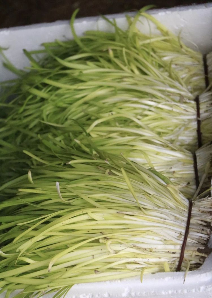  黄芽韭菜。受访者供图