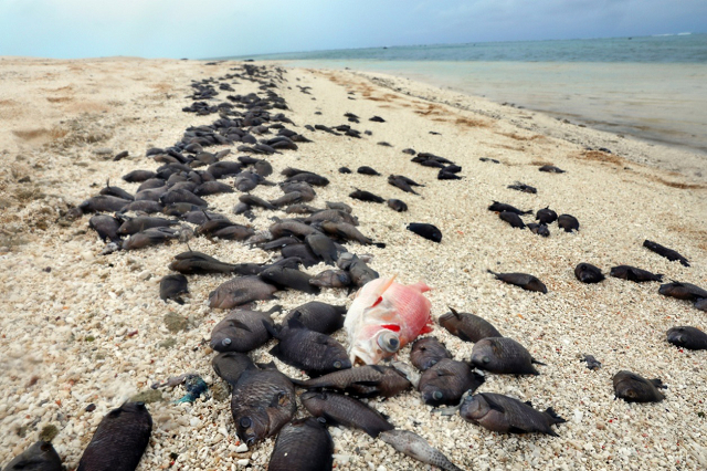 △马绍尔群岛上大量的鱼类死亡。图片来源：《洛杉矶时报》