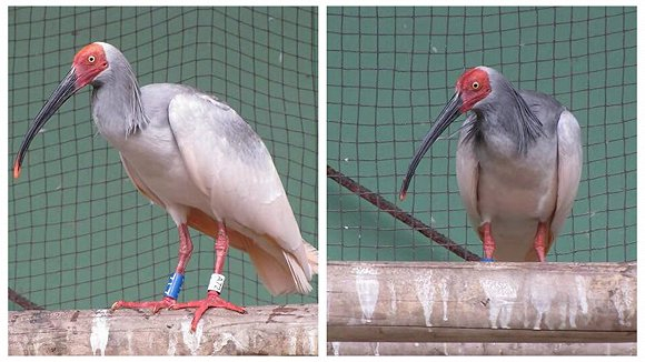  朱鹮“楼楼”和“关关” 来源：佐渡朱鹮保护中心