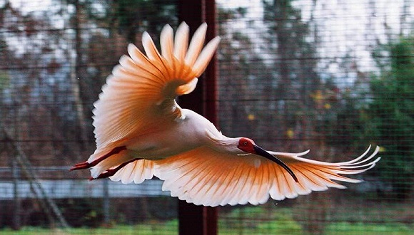  图片来源：日本佐渡朱鹮保护中心