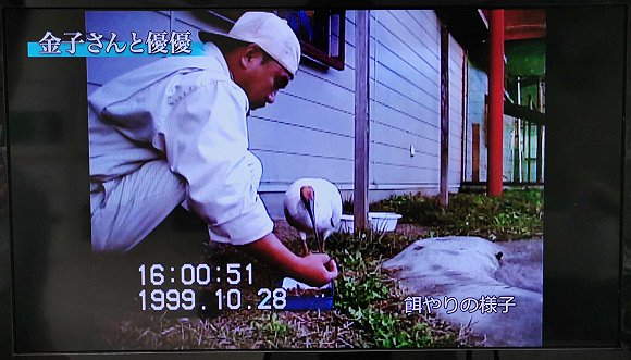  20年前的金子良则抚养优优的短片 来源：佐渡朱鹮保护中心