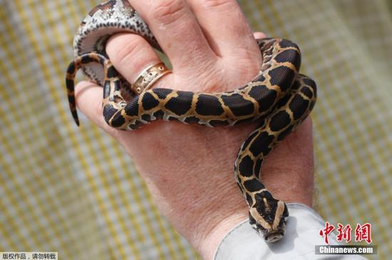 资料图：蟒蛇。