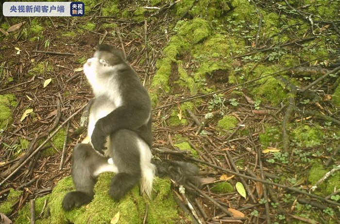 △红外相机拍摄到了滇金丝猴