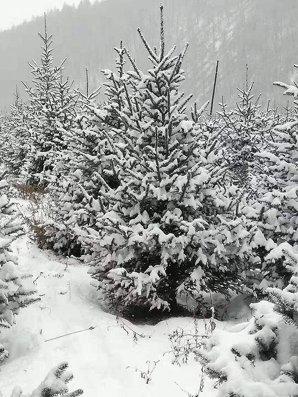  白山市的云杉。图片来源：陈光达