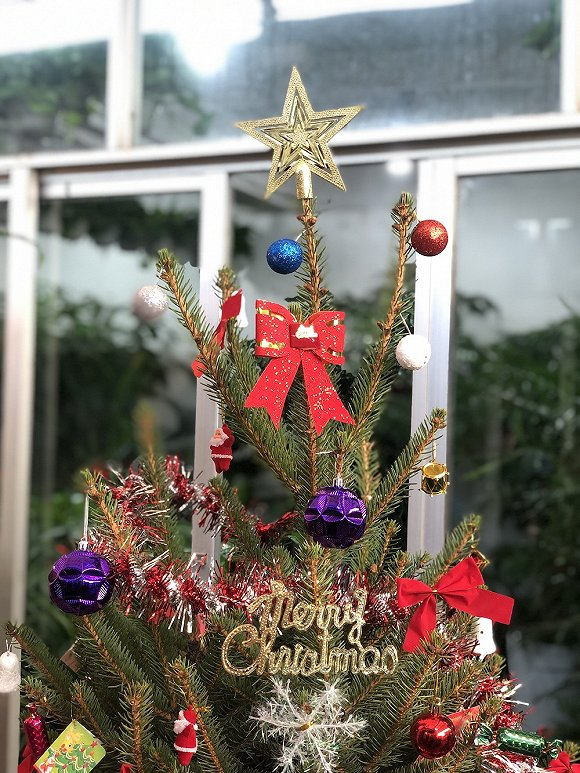  国产圣诞树。图片来源：上海钦青花鸟市场