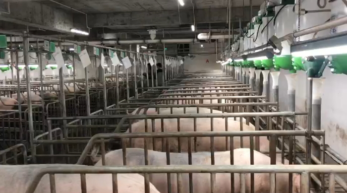  智能化的高楼养猪场。受访者供图