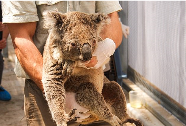  澳大利亚森林大火导致近8000考拉丧生。（图源：Getty Images）