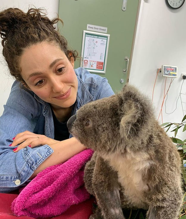  澳大利亚森林大火导致近8000考拉丧生。（图源：Getty Images）