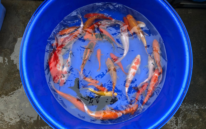 不同花色、品种的锦鲤。摄