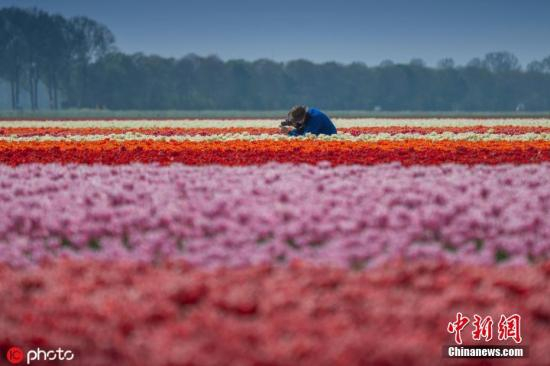 资料图：荷兰郁金香花海。图片来源：ICphoto