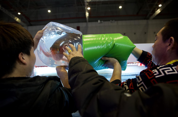 　　11月19日，工作人员将装有参赛龙鱼的袋子放进比赛缸，等袋内水温与缸中水温接近后，他们才会解开袋子将龙鱼放出。新京报记者 郑新洽 摄