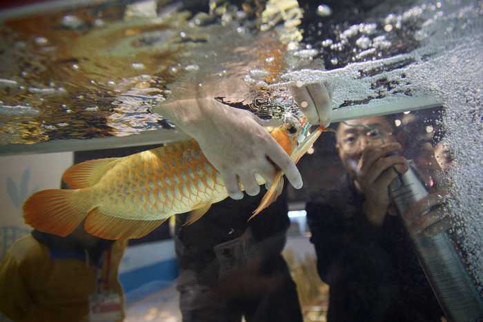 　　11月19日，比赛会场旁边的商铺，一条红龙鱼刚到就缺氧，放进鱼缸里直翻肚皮，负责人连忙为其供氧抢救。新京报记者 郑新洽 摄