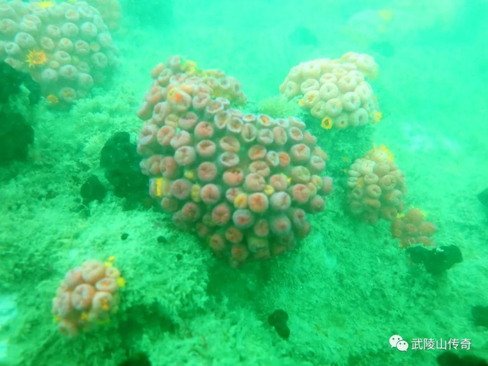 ▲昌江棋子湾国家海洋公园珊瑚礁（简星珊瑚）