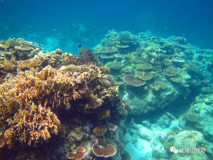 ▲珊瑚礁