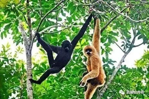 ▲黑冠长臂猿（海南目前仅剩20多只，天性胆小）