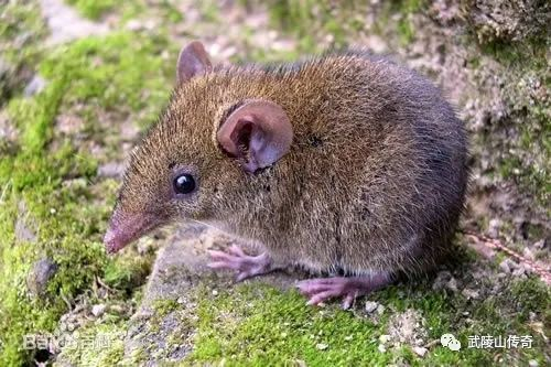 ▲海南新毛猬（一种身上没刺的猬科动物，大小如一般田鼠，但嘴部尖而长，象鼩鼱）