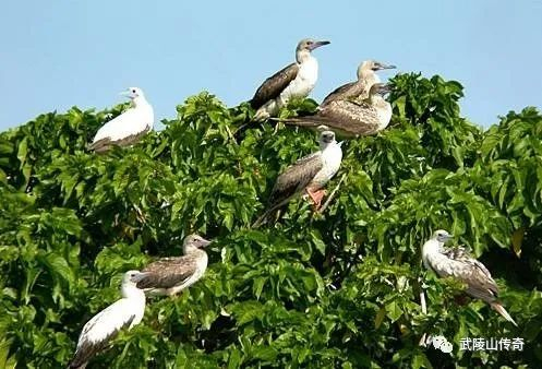 ▲东岛红脚鲣鸟