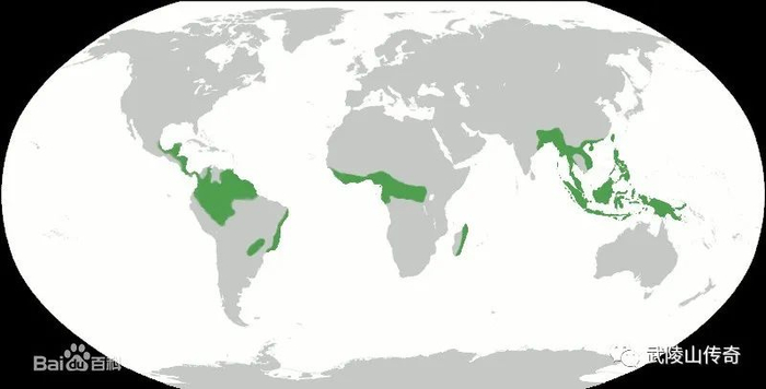 ▲全球热带雨林分布图