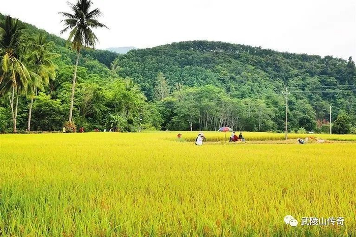 ▲昌江王下乡洪水村的稻田