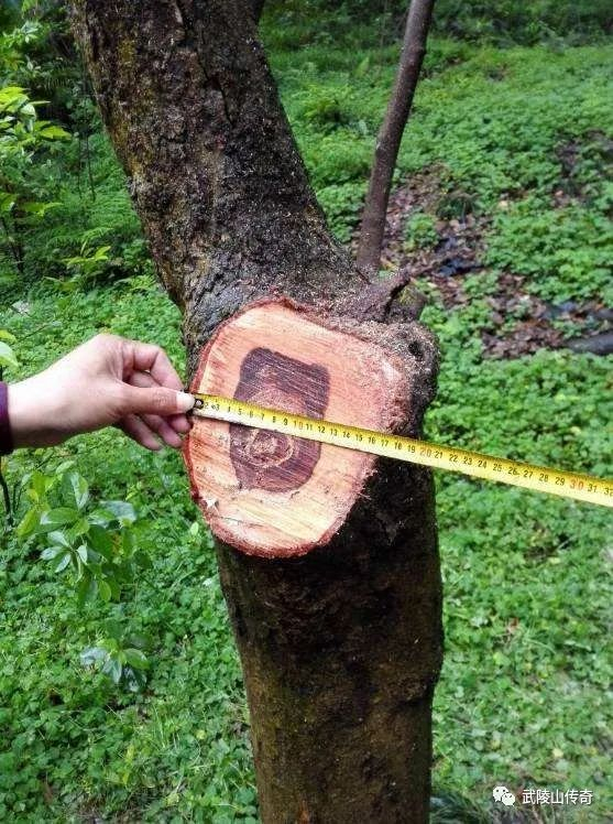 ▲降香黄檀就是大名鼎鼎的黄花梨