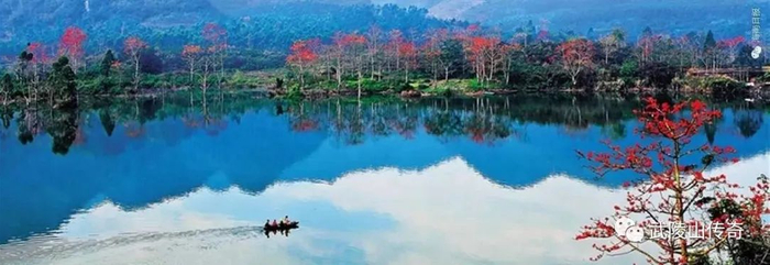 ▲昌化江畔木棉红