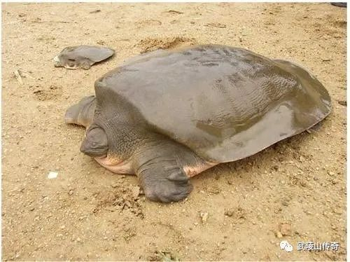 ▲鼋（读音[yuán] ，特点是体型大，体重可达100公斤）
