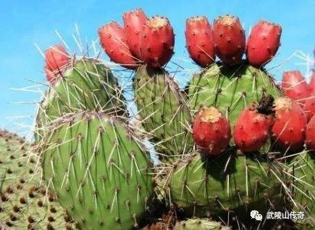 ▲仙人掌果