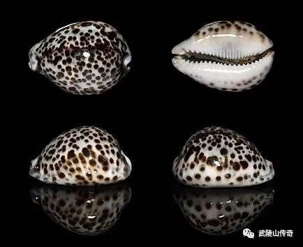 ▲昌江棋子湾国家海洋公园