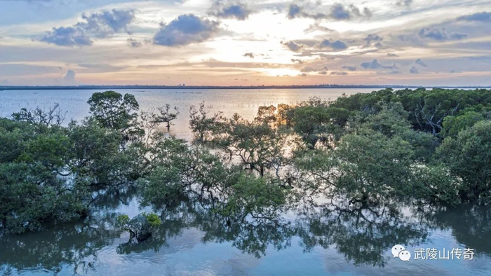 ▲海口东寨港红树林