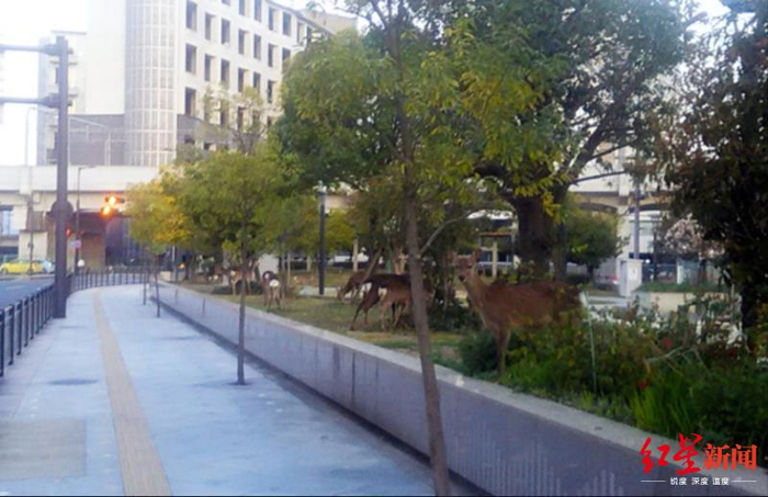 ▲没有了鹿仙贝，奈良梅花鹿开始成群结队进入城区找食物（图据《朝日新闻》）