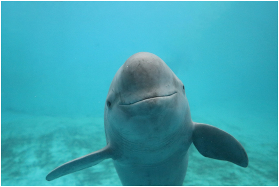 长江江豚 叶雷凯摄