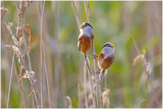 震旦鸦雀 汪亚菁摄