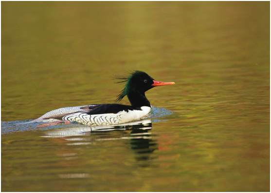 中华秋沙鸭 Liu Peiqi摄