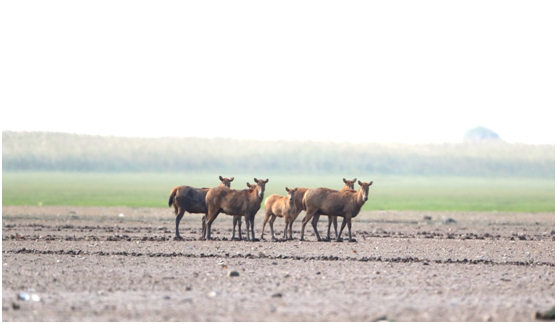 洞庭湖栖息的麋鹿 张鸿摄