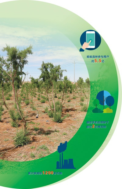 阿拉善左旗境内一处改良红柳苗木种植试点区域  记者 王俊岭摄