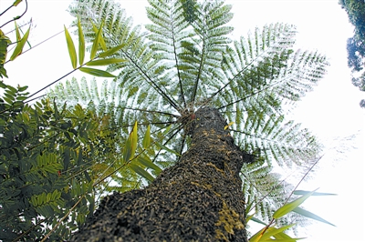 桫椤树形宛若巨伞