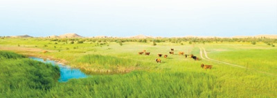 库布其沙漠中的生态修复景观  新华社记者 彭源摄