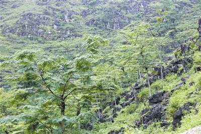 用于石漠化治理的任豆人工林 侯满福摄