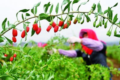 宁夏中宁县，工人在采摘枸杞鲜果。新华社发