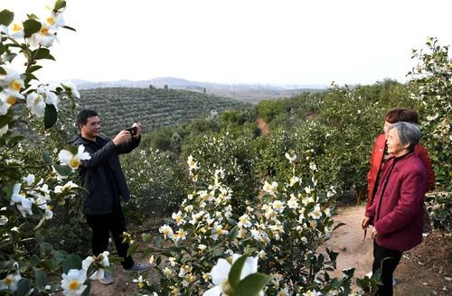  △在河南省信阳市光山县司马光油茶园，游客与油茶花合影。