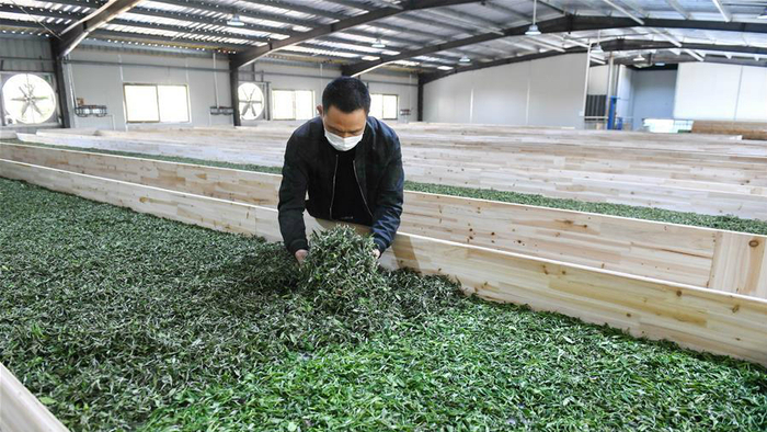 △下党乡村民在茶叶生产车间内进行寿宁白茶的晒青。