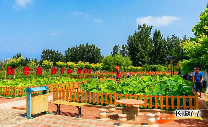 游客正在雄县龙湾镇张青口三村和谐园内欣赏荷花。雄县摄影家协会供图